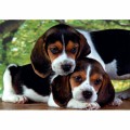 Clementoni Puzzle 500el PIESKI Compact Close together 35536