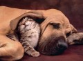 Puzzle 500. HQ Cuddles. Clementoni. 35020