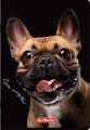 Zeszyt Herlitz A5/60 Crazy Animal Kratka