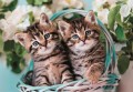 Clementoni Puzzle 60 el. Lovely Kitty Twins Kotki SuperColor 26599